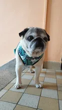 Arnés de Mascota para Bulldog Francés, correas pequeñas y medianas para perros, chaleco de cachorro francés, correa de plomo para perro que camina, productos para mascotas