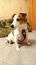 Pet-Vest Harnesses Dog-Supplies Reflective No-Pull Small Walking-Adjustable Large Medium