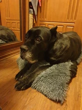 Blanket Mattress Cushion-House Sleeping-Cover Dogs Small Soft-Fleece Large Cat-Bed Puppy