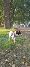 Arnés de Bulldog Francés transpirable para perros pequeños y medianos, chaleco para gatos, entrenamiento para caminar