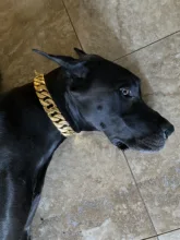 Dog-Chain-Collars Bulldog Pet-Training Stainless-Steel Metal Silver Strong for Large