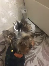 Container Dispenser Cat-Bowl Water-Food-Feeder Drinking Dogs Cats Automatic for Pet-Products