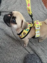 Arnés de Mascota para Bulldog Francés, correas pequeñas y medianas para perros, chaleco de cachorro francés, correa de plomo para perro que camina, productos para mascotas