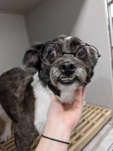 Gafas de sol para perros medianos y grandes, lentes de sol de moda para gatos, accesorios para fotos de Navidad, accesorios para mascotas