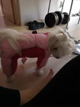 Coat Jacket Puppy Pet-Dog French Bulldog Small Dogs Waterproof Winter Super Cotton 