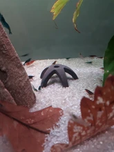 Aquarium-Decoration SHELTER-HOUSE Fish-Tank-Decor Simulation-Stone Fish-Shrimps Ceramic