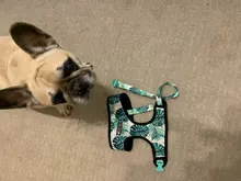 Arnés de Mascota para Bulldog Francés, correas pequeñas y medianas para perros, chaleco de cachorro francés, correa de plomo para perro que camina, productos para mascotas