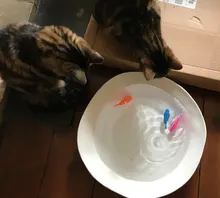 [MPK Store] , Battery-Powered Fish, Cat Toy Cat Fish