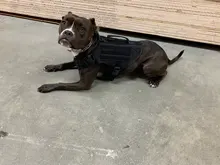 Dog-Harness Loop Dog-Molle-Vest Working Tactical with 2-Metal Buckle Hook Clip Handle