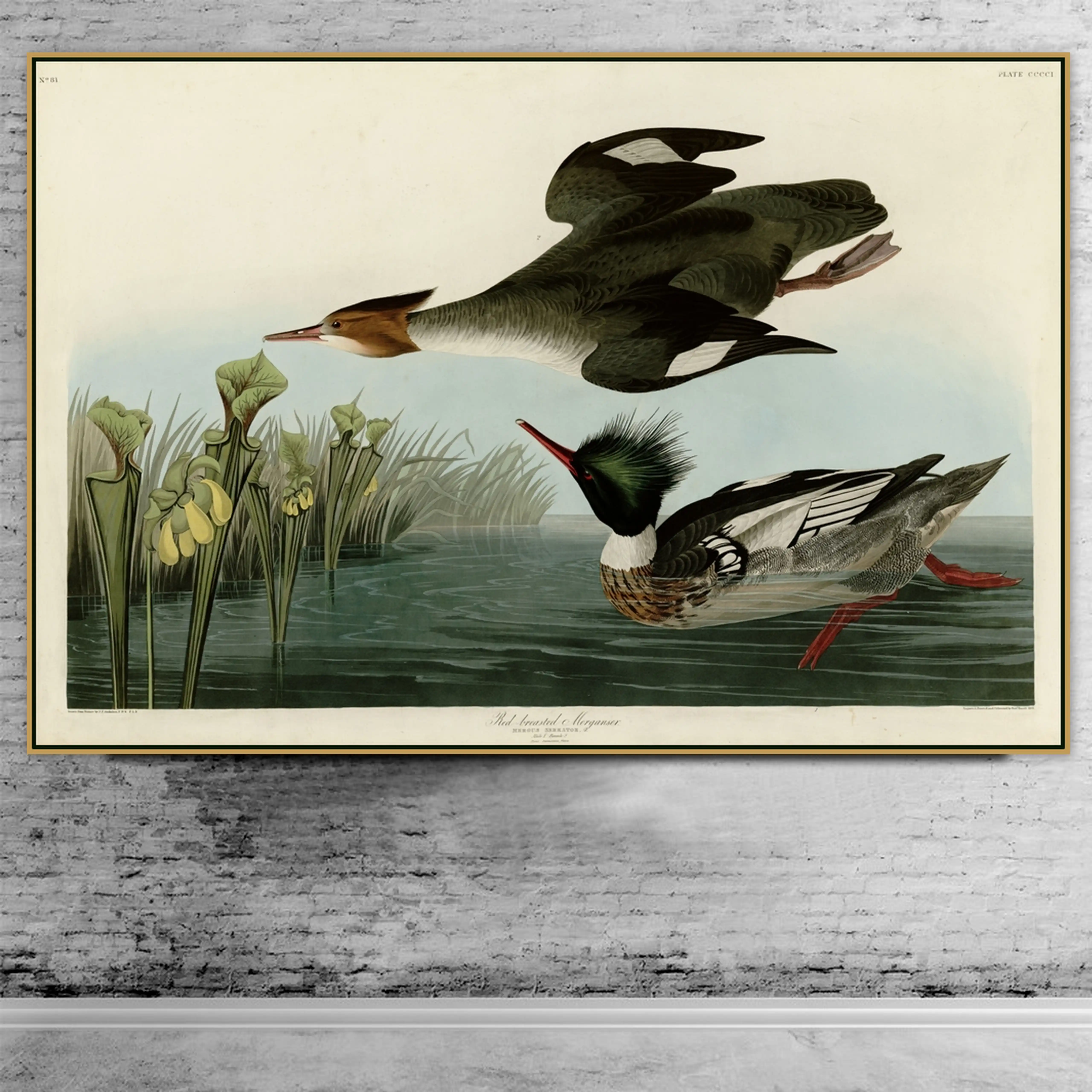 Джон джеймс одюбон картины