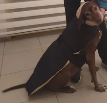 Jacket Clothing Coat Greyhound Waterproof Dog Dogs Large Super-Warm Medium Thick 