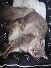 Cama para perros grandes y gatos, productos para mascotas, esterilla, banco, sofá, suministros, accesorios, para casa, cachorros, py0103