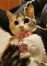 Collar-Accessories Engraved Paw-Name-Tags Puppy Dog-Id-Tag Custom Personalized Pet-Dog