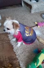 Camiseta suave de verano para perro y gato, ropa para perros pequeños, Chaleco de dibujos animados para suministros para Mascotas y Cachorros, camiseta suave