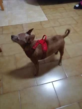 Adjustable Harness Dog-Accessories No-Pull-Vest Truelove Large Padded Pet-Dog Outdoor-Sport