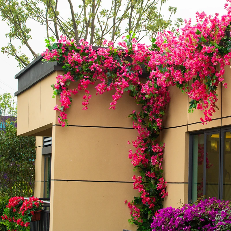 bougainvillea-trellis