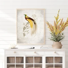 Pájaro del paraíso estampado Vintage pájaro ilustración cartel Retro cuadro sobre lienzo para pared imagen para la sala de estar decoración del hogar