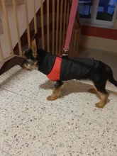 Coat Jacket Pet-Padded-Vest Dogs Zipper Pug Warm Small Para Waterproof Chihuahua Winter