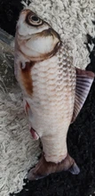 Doll-Pillow Cat-Toy Cat Mint Simulation-Fish Grass-Carp Funny New Pet-Molar