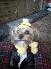 Pet-Puppy-Accessories Socks Hats Cat-Products Dogs-Knitted Small Chihuahua Little Winter