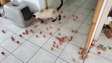 10 Uds EVA colorido pelota juguete para gato juguetes interactivos para gatos jugar a masticar juguete rasguño bola de espuma Natural suministros para entrenamiento de mascotas