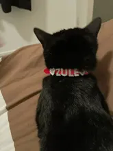 Cat-Collar Cat-Accessories Puppy Rhinestone Name Custom Small Chihuahua Yorkshire-Free