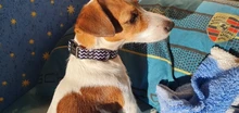 Acogedor Collar para perro JOY, etiqueta de Mascota de Nylon personalizada, placa con nombre para cachorro, collares de identificación ajustables para perros medianos y grandes grabados