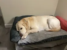 Big Dog Couch Sofa-Beds Kennel Cushion German Shepherd Large Puppy Pet-Cat-Dog Small