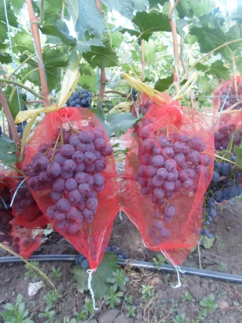 Bags Grapes Protect | Anti-insect Bag | Grapes Mesh | Plant Covers - 100  Pcs Bag Protect - Aliexpress