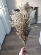 Dried-Plants Pampas-Grass Wedding-Flower Bunch Raw-Color Natural Phragmites 20pcs Communis