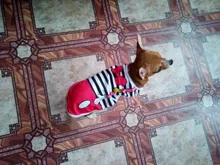Ropa para perros y gatos traje camisa de chihuahua ropa perro ubranka dla psa honden kleding roupa para cachorro perros pequeños chaleco mascota ropa