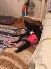 Pet-Physiological-Pants Underwear Diapers Dog Washable Female Short Puppy for Small Doggie