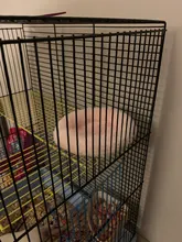 Nest-Pad Cushion Hamster Hedgehog Warm-Pet Chinchilla Arctic Rabbit Pet-Supplies Cotton