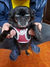 Arnés tipo chaleco sin tirones para perro, correa reflectante para perro pequeño y collar para terrier schnauzer Gato, suministros de entrenamiento para caminar, chihuahua