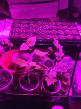 USB Phytolamps for Plants 5V LED Grow Light Strip 2835 Chip 1m 2m 3m LED Phyto Tape 