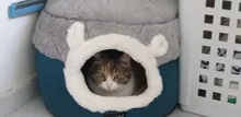 Bed Kennel Cat-House Hoopet Cave Home Dog-Puppy Warm for Teddy