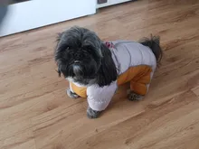 Coat Jacket Puppy Pet-Dog French Bulldog Small Dogs Waterproof Winter Super Cotton 