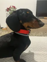 Collar con luces LED para perro, collar de luz recargable por USB, ideal para usar de noche al aire libre, accesorio de seguridad para mascota