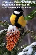 Swimsuit Micro Bikini Push-Up HOHL Beach-Bathers Women Biquini Cactus-Print Sexy