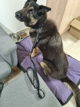 Leash-Set Training-Supplies Pets Pet-Dog German Shepherd Tactical-Collar Dogs Quick-Release