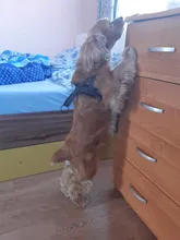 Arnés ajustable para perros medianos y grandes, chaleco reflectante de entrenamiento para caminar, sin tirones, para mascotas