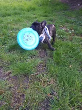 Uds platillo volante de plástico para perros, juego de mascotas, discos voladores resistentes, mordedores divertidos, adiestramiento de cachorros, juguete interactivo, tienda de mascotas