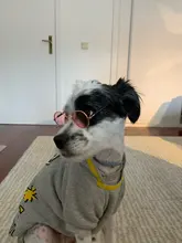 Gafas de sol para perros medianos y grandes, lentes de sol de moda para gatos, accesorios para fotos de Navidad, accesorios para mascotas