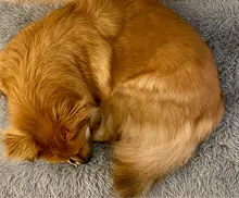 Blanket Mattress Cushion-House Sleeping-Cover Dogs Small Soft-Fleece Large Cat-Bed Puppy