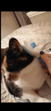 Removal Comb Pet Comb Brush Grooming Cats Hair Remove Selfcleaning Flea Comb for Dogs