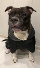 Dog-Coat Winter HOOPET for Dogs Clothing Warm Christmas Big