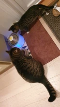 Drinking-Bowl Auto-Feeder CARBON-FILTER Water-Dispenser Water-Fountain Cat Automatic