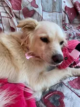 Etiquetas de identificación de perro personalizadas, etiqueta de nombre para gato, cachorro, accesorios para mascotas, etiquetas de dirección de nombre personalizadas, MP0078