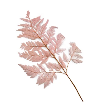 

10 PCS/Bag Natural Dried Preserved Tree Fern's Leaves Cyatheales Pteridopsida for Flower Bouquet