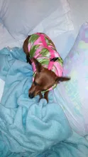Ropa de invierno para mascotas, atuendo con chaleco cálido para perros pequeños, abrigo para perro, Chihuahua acolchado, a prueba de viento, 20